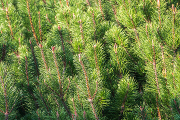 Green small pine trees with fresh shoots in spring or summer © Dmitrii Potashkin