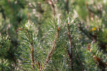 Green small pine trees with fresh shoots in spring or summer © Dmitrii Potashkin