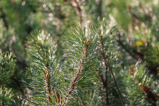 Green small pine trees with fresh shoots in spring or summer