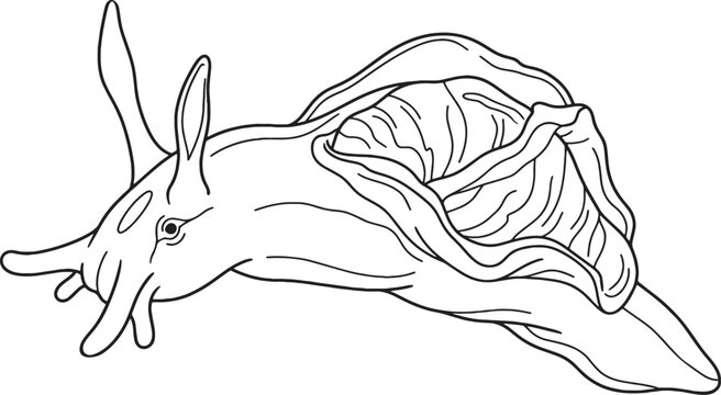 Precise minimalist vector outline sea hare illustration isolated