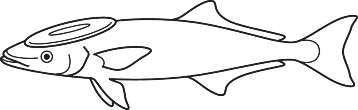 Precise minimalist vector outline remora suckerfish illustration