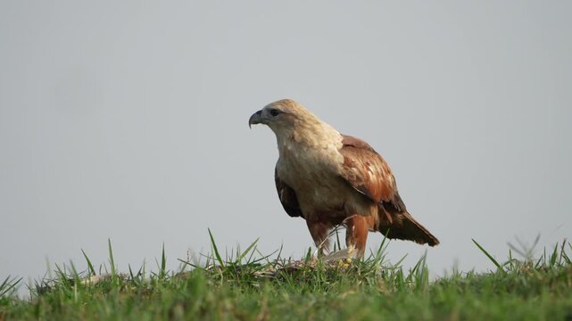 Bramhiny Kite eating dead bird