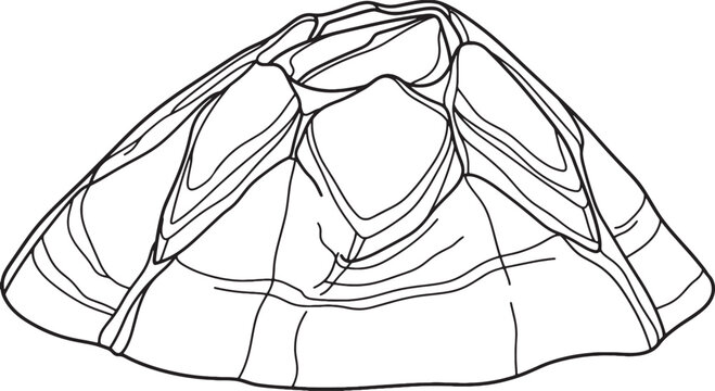 Clean minimalist vector outline acorn barnacle shell illustration