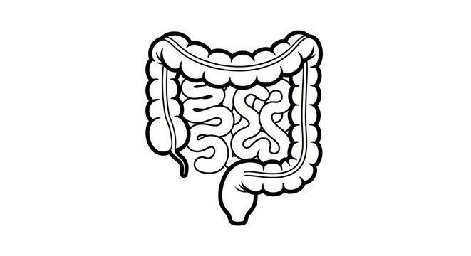 Human digestive system anatomy illustration.