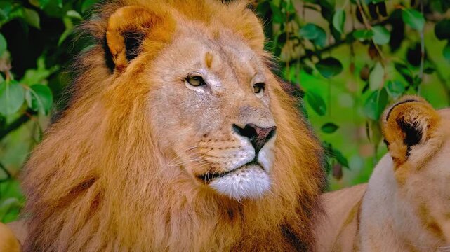 Male lion and lioness look around in green bush for wildlife document