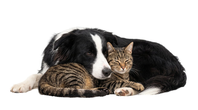Border Collie dog and tabby cat cuddling, affectionate pets lying together on white background, domestic animals friendship