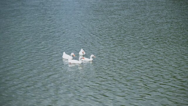 Group of white Pekin ducks resting and foraging on grassy lake shore outdoors.