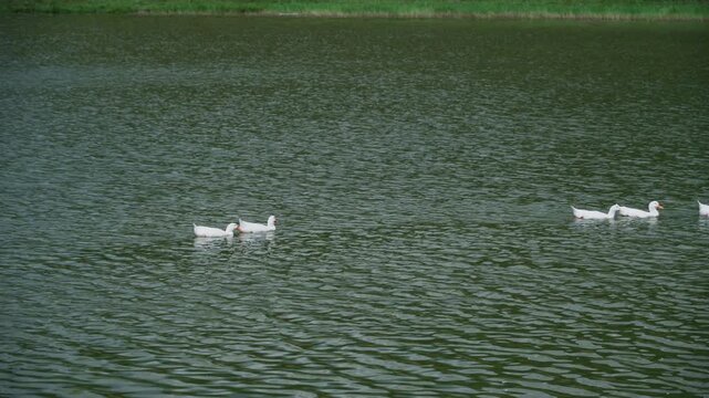 Group of white Pekin ducks resting and foraging on grassy lake shore outdoors.