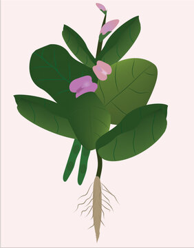 Botanical vector artwork of a tropical Jack bean plant, suitable for agriculture, education, food, gardening, and nature-related design projects.