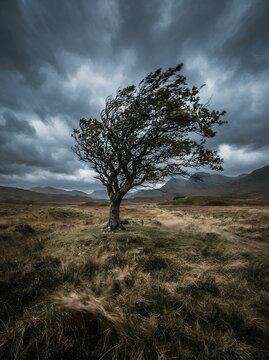 Lone windswept tree stands resilient against stormy skies in a vast landscape.