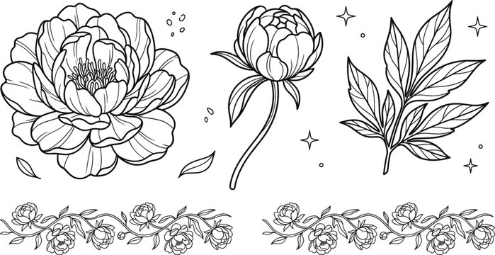 Peony floral line art vector set with blooming flower blossom bud leaves and seamless vintage border design elements