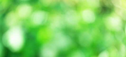 Fototapeta premium green blurred bokeh of vegetable garden, eco friendly background
