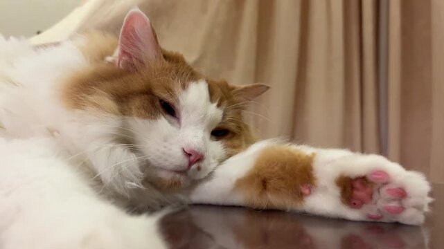 Sleepy ginger and white long haired cat blinking drowsy eyes indoors
