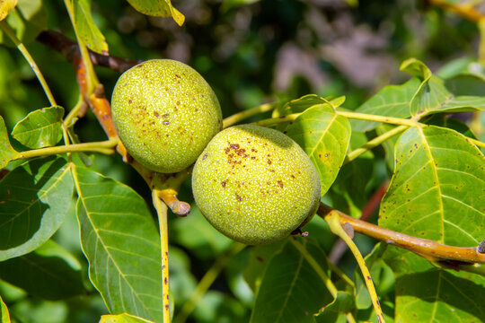 Two green walnuts hanging on a tree branch. Fresh organic fruit growing in a garden. Agriculture and harvest concept for healthy food production.