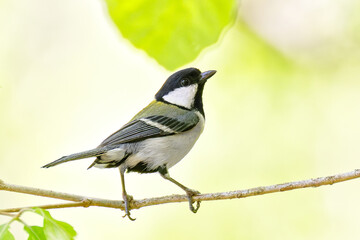 森の中のシジュウカラ(Cinereous Tit) © 水玉模様