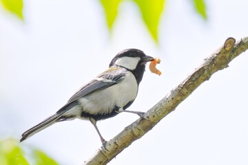 餌を運ぶシジュウカラ(Cinereous Tit)の雄 © 水玉模様