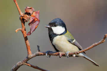 柿の実を食べようとするシジュウカラ(Cinereous Tit)の雌 © 水玉模様