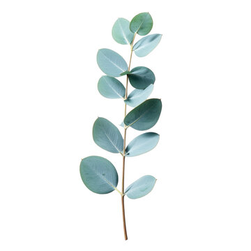 Straight vertical twig of gunnii eucalyptus foliage featuring neat pairs of silvery glaucous leaves for modern organic cosmetic flyers