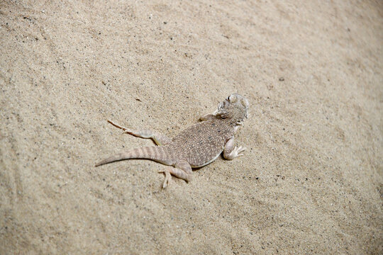 A top-down view of a light gray lizard lying flat against fine desert sand, demonstrating natural camouflage in its sandy enclosure.