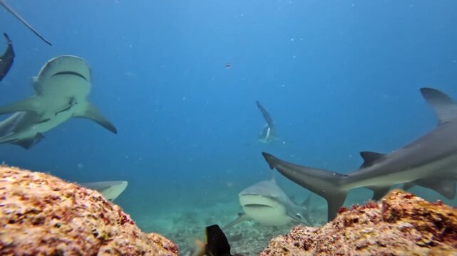 Bull sharks are swimming around an underwater coral reef ecosystem in the clear blue ocean waters of Fiji, showing marine life and exploring the tropical environment