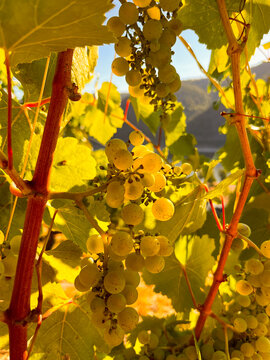 Bacharach, Germany, August 11, 2026 selective focus on golden autumn grapevine foliage in Bacharach