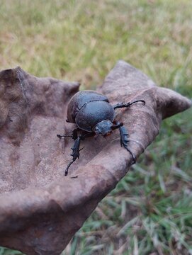 Female dynastinae scarab beetle crawling on a withered leaf with grass background