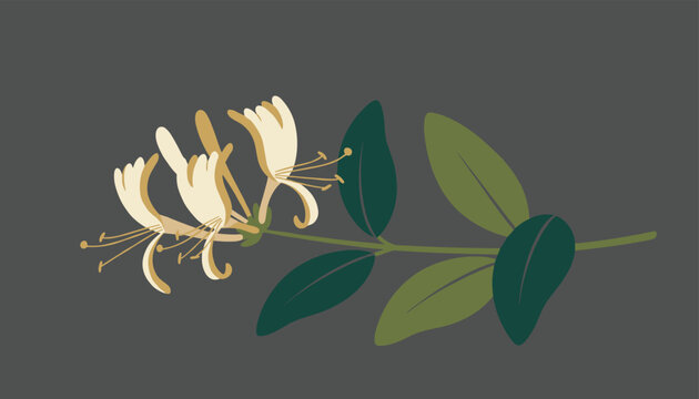 Flowering branch of common honeysuckle showing delicate yellow white blooms and green leaves against grey background.