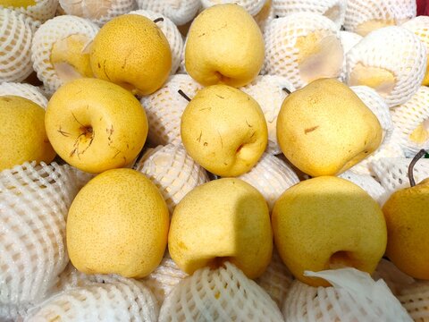 Fresh, round golden Asian pears neatly arranged together, cushioned by individual protective white foam mesh netting sleeves.