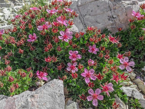 The pink cinquefoil (Potentilla nitida)