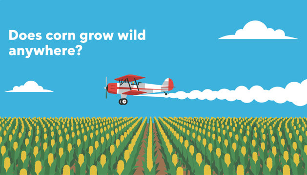 Red biplane crop duster flying over a vast green corn field under a clear blue sky with fluffy white clouds.