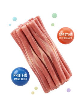 Realistic 3D human muscle fiber with Protein Amino Acids and Creatine spheres PNG isolated on transparent background