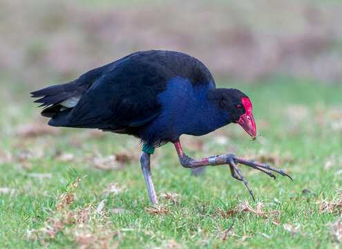 Australasian Swamphen, Porphyrio melanotus