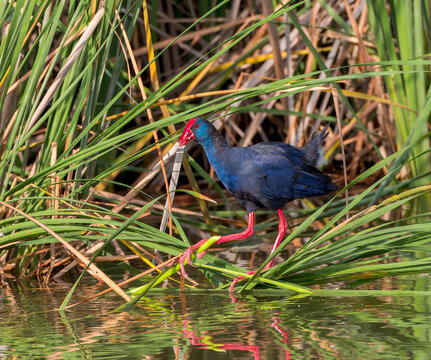 Western Swamphen, Porphyrio porphyrio