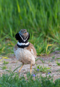 Kleine Trap, Little Bustard, Tetrax tetrax
