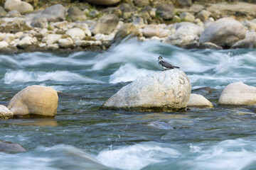 Fototapeta premium Crested Kingfisher, Megaceryle lugubris