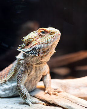 Close-Up Portrait of Bearded Dragon Lizard Perched on Wood, Dark Background