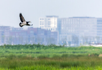 Barnacle Goose, Branta leucopsis © Marc