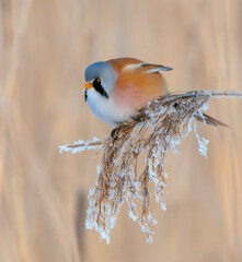 Bearded Tit, Panurus biarmicus © Marc