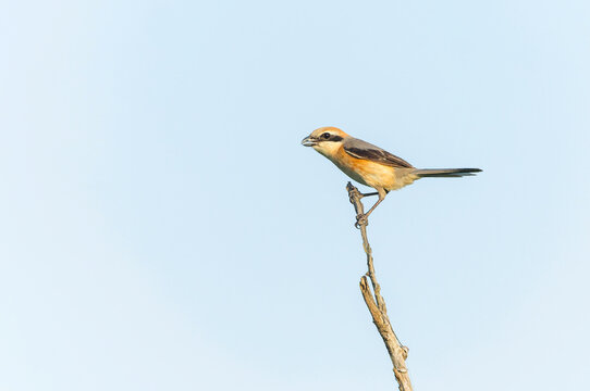 Bull-headed Shrike, Lanius bucephalus