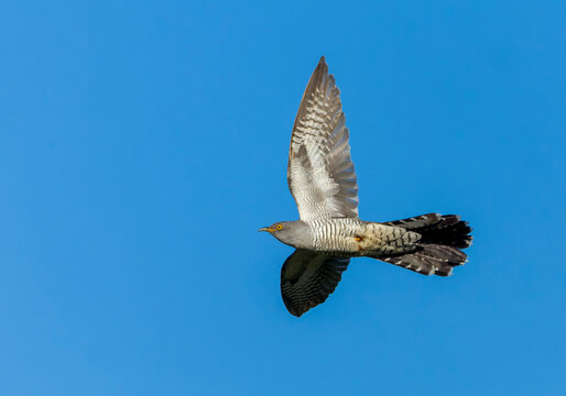 Common Cuckoo, Cuculus canorus