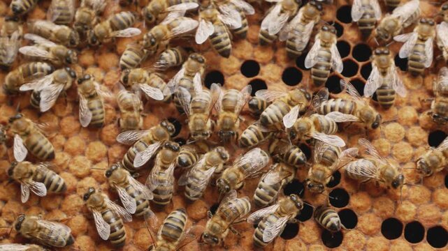 Many honey bees crawling over a brood frame inside a beehive. Life of a bee colony, beekeeping, honey production, pollination, apiculture, and natural bee habitat concept.
