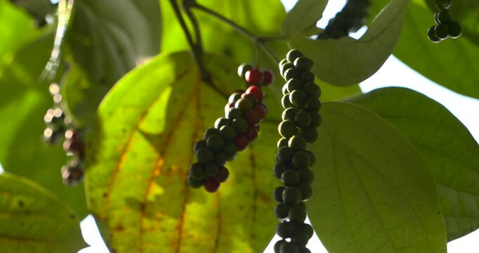 Hanging peppercorn cluster is framed by large green leaves and stems as filtered sunlight reveals the berry shapes and layered foliage of the black pepper vine in a static botanical composition