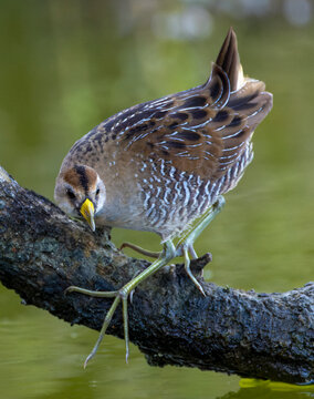 Sora, Porzana carolina
