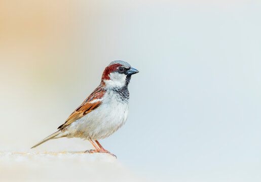 House Sparrow, Passer domesticus