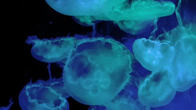 A close-up view of vibrant blue jellyfish gracefully swimming and pulsing in a dark aquarium tank, with the camera slowly descending towards the bottom.