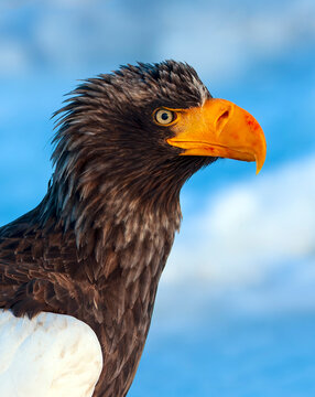 Steller's Sea Eagle, Haliaeetus pelagicus