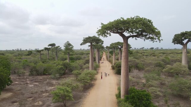 Drone shot of Baobab Avenue in Morondava, Madagascar