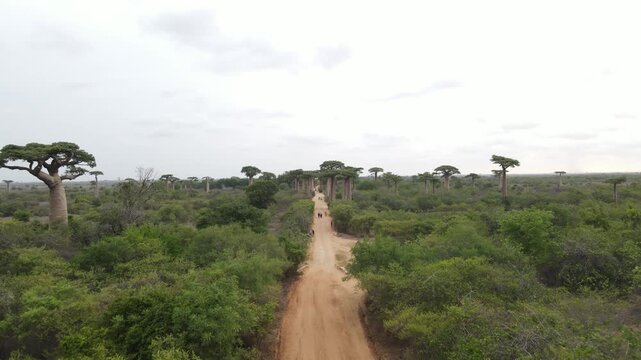 Drone shot of Baobab Avenue in Morondava, Madagascar