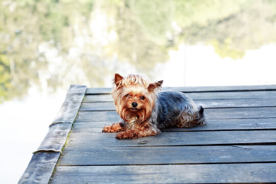 Dog on the Pier