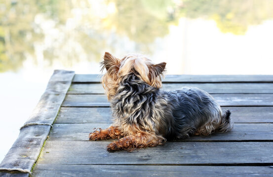 Dog on the Pier